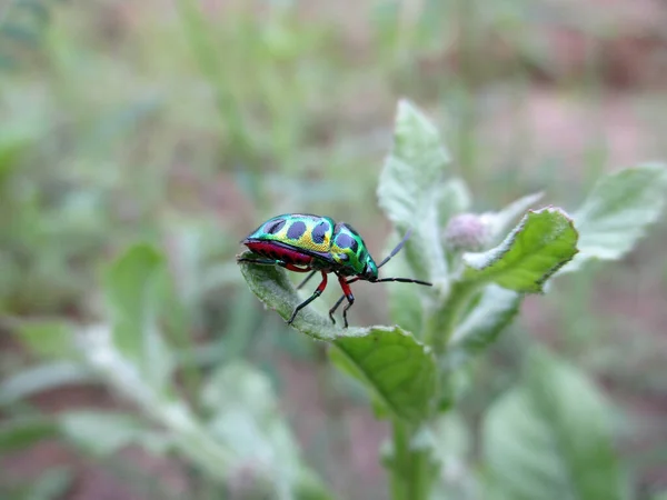 Jewel Bugs Scutelleridae Leaves Insects Commonly Known Gem Insects Metal — Fotografia de Stock