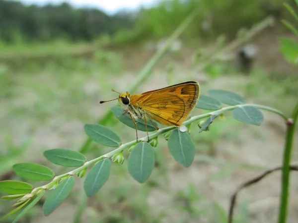 Closeup of the Great Skipper butterfly Ochlodes sylvanus resting on the plant Phyllanthus Urinaria
