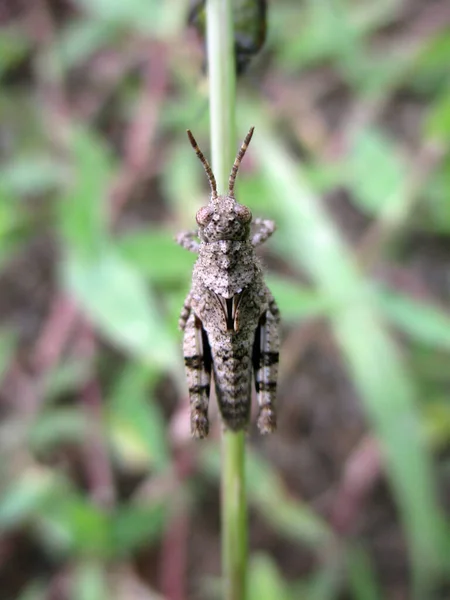 Young grasshopper on grass with beautiful pattern. with the scientific name Locusta migratoria