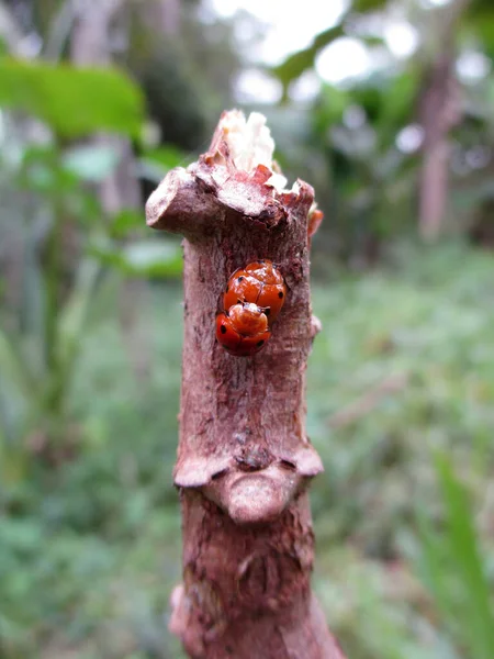 Ladybugs Breed Cassava Stems Has Red Color Black Pattern — Fotografia de Stock