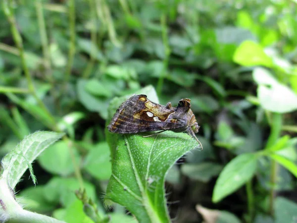 A moth is brown, gold, gray and a little white. on the leaves