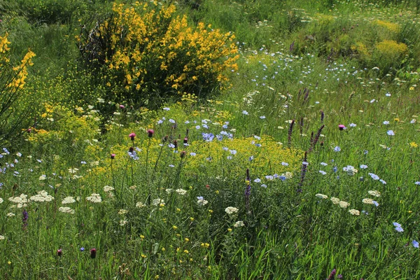 Джорджия Весной Озил Мелкие Полевые Цветы — стоковое фото