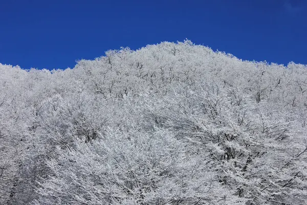 Azerbaijan Beautiful Winter Snowy Forest Kusar District Shahdag National Park — Zdjęcie stockowe