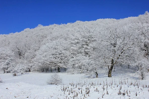 Azerbaijan Beautiful Winter Snowy Forest Kusar District Shahdag National Park — Photo