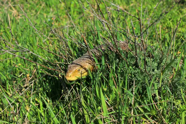 Legless Poisonous Lizard Name Snake Yellowfoot — Stok fotoğraf