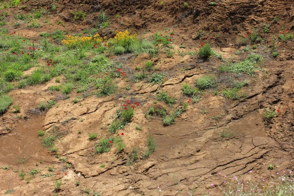 Azerbaïdjan Belle Prairie Coquelicots Rouges Shamakhi — Photo