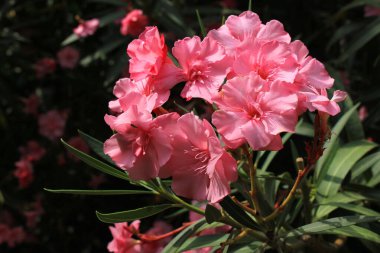 Güzel kırmızı zakkum çiçeği. Baharda..
