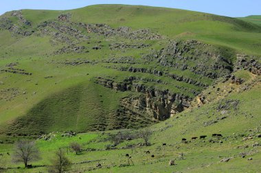 Azerbaycan. Güzel, yeşil çimlerde ilkbahar dağları.