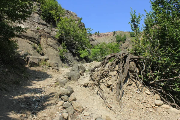 Азербайджан Чудове Дерево Довгими Коренями — стокове фото