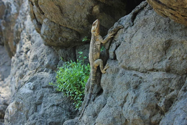 Aserbaidschan Eine Senkrecht Stehende Eidechse Auf Einem Felsen — Stockfoto