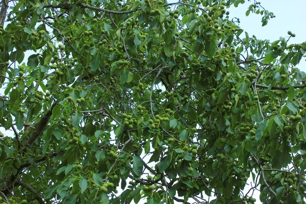 Зелені Волоські Горіхи Дереві Навесні — стокове фото