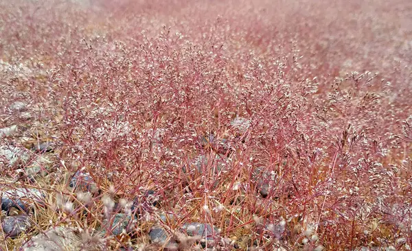 Красивая Мелкая Красная Трава Весной — стоковое фото