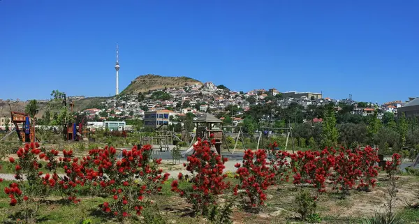 Азербайджан Цветы Парке Байлово Город Баку — стоковое фото