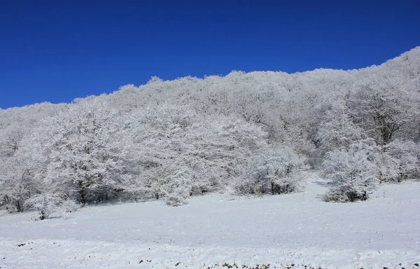 Azerbejdżan Piękny Zimowy Śnieżny Las Dzielnica Kusar Początek Zimy — Zdjęcie stockowe