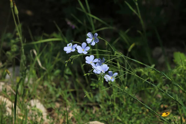 Spring Forest Beautiful Blue Wildflowers Spring — Stock Photo, Image