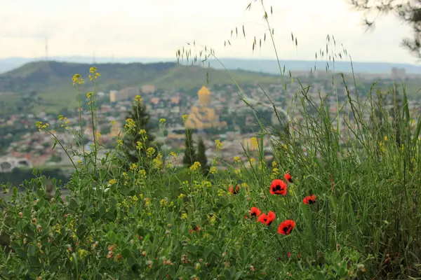 Цветущие Маки Над Городом Тбилиси Весна — стоковое фото