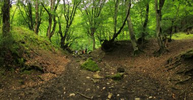 Azerbaycan. Güzel bir ormanda yürüyen turistler.