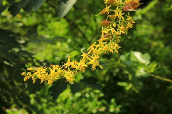 Florecen Hermosas Flores Amarillas Bosque Primavera — Foto de Stock