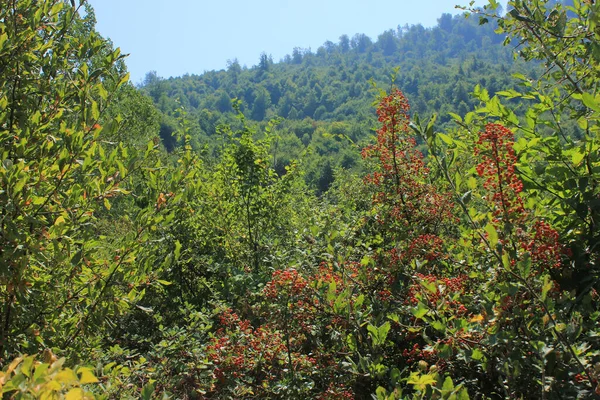 Ormanda kırmızı küçük meyveler. Baharda..
