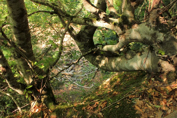 Árvore Curva Incomum Floresta Primavera — Fotografia de Stock