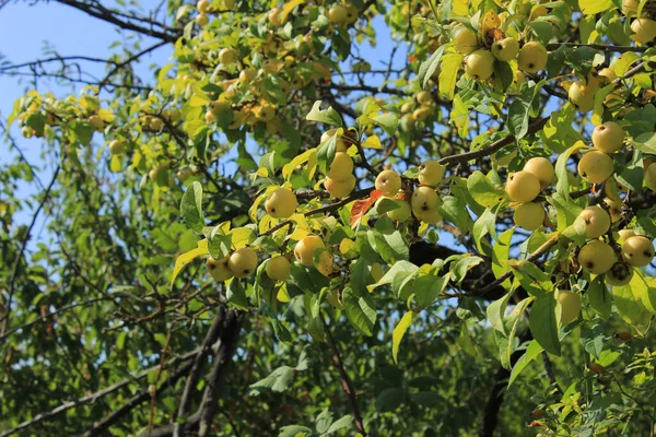 Прекрасні Лісові Яблука Тлі Блакитного Неба Літо — стокове фото