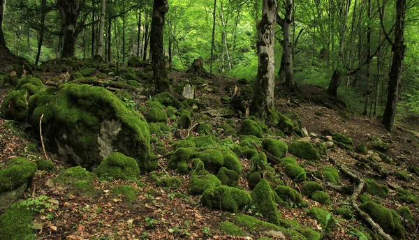 Azerbajdzjan Mycket Vacker Skog Guba Distriktet — Stockfoto