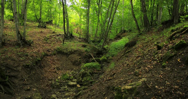 Azerbajdzjan Mycket Vacker Skog Guba Distriktet — Stockfoto