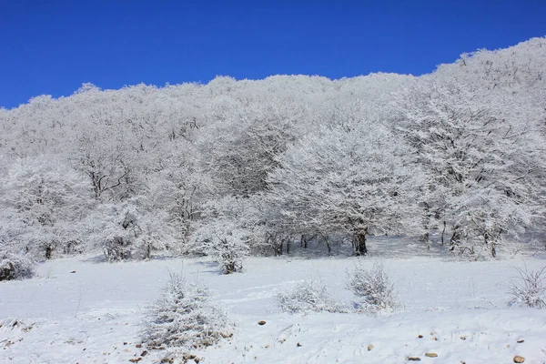 Azerbaïdjan Belle Forêt Enneigée Hiver District Kusar Début Hiver — Photo