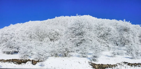 Azerbejdżan Piękny Zimowy Śnieżny Las Dzielnica Kusar Zdjęcie Panoramiczne — Zdjęcie stockowe