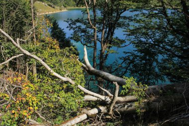 Gölün kıyısındaki aşılmaz güzel orman..