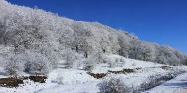Azerbaycan. Güzel kış karlı ormanı. Kusar bölgesi. Panoramik fotoğraf.