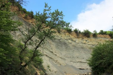 Yaz ormanında güzel bir kaya.