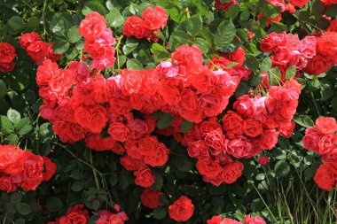 Güzel büyük kırmızı güller.