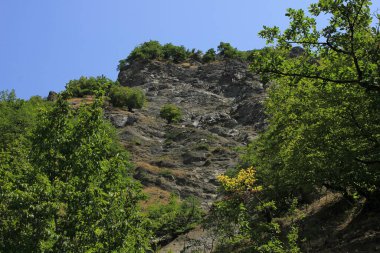 Yaz ormanında güzel bir kaya.