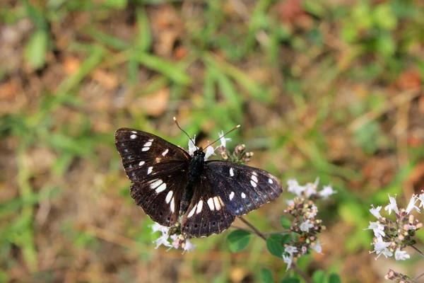 Beau Papillon Noir Sur Fleurs Blanches — Photo