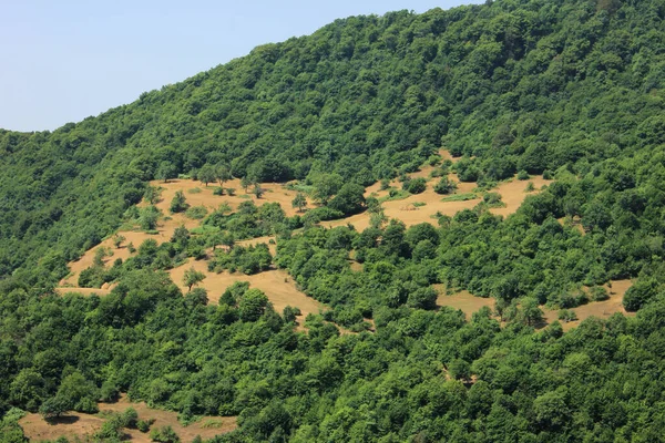 Schöne Gelbe Lichtungen Einem Bergwald — Stockfoto