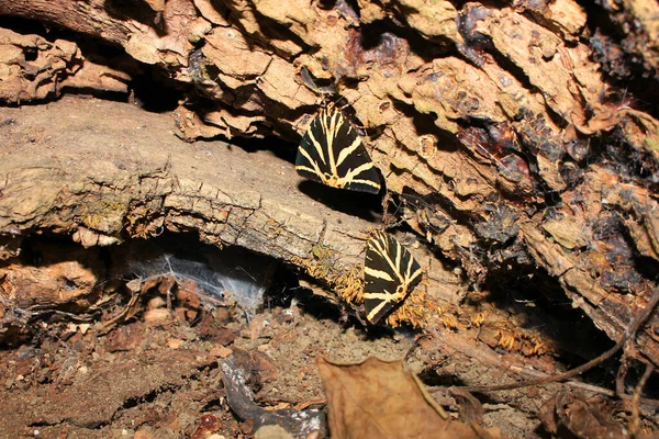 Belles Papillons Nuit Cachés Dans Creux Arbre — Photo