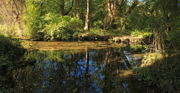 Ruhiger Fluss Einem Schönen Wald — Stockfoto