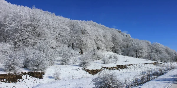 Азербайджан Чудовий Зимовий Сніговий Ліс Округ Кусар Панорамна Фотографія — стокове фото