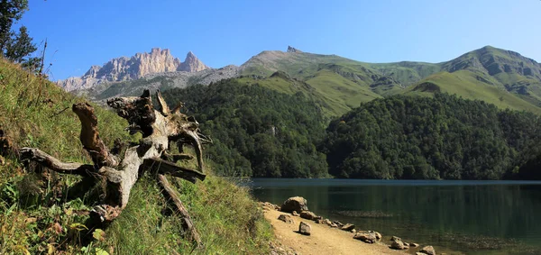 Hermoso Árbol Orilla Lago Azul — Foto de Stock