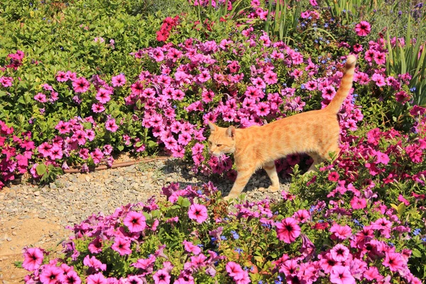 Kot Spacerujący Między Kwiatami Parku — Zdjęcie stockowe
