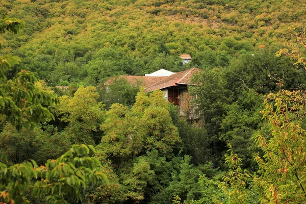 Sheki Azerbaigian 2019 Anno Casa Immersa Nelle Boscaglie Della Foresta — Foto Stock