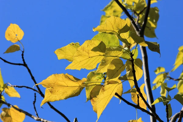Прекрасне Осіннє Жовте Листя Тлі Неба — стокове фото