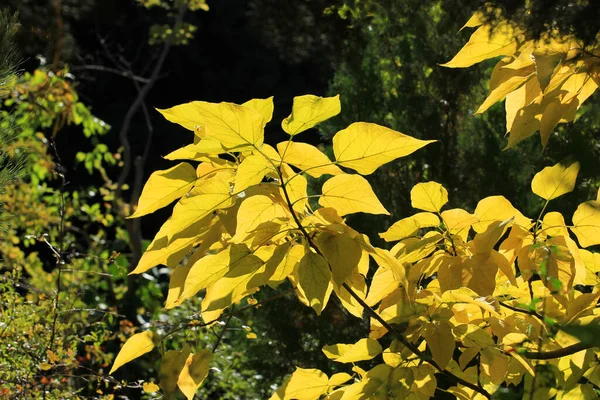 Hermosas Hojas Amarillas Otoño Luz —  Fotos de Stock