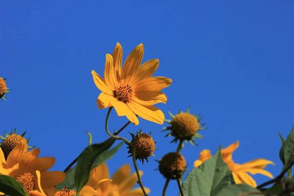 Hermosas Flores Amarillas Contra Cielo Azul — Foto de Stock