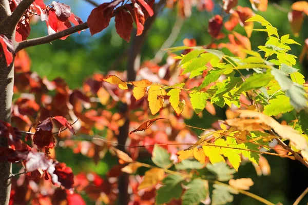 Hermosos Colores Del Otoño Bosque —  Fotos de Stock