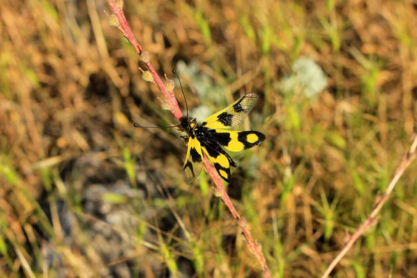 Beautiful Yellow Little Butterfly Country Azerbaijan — Stock Photo, Image