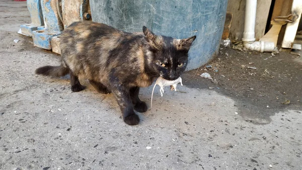 Gato Salvaje Sostiene Ratón Sus Dientes — Foto de Stock