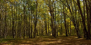 Dağlarda güzel bir sonbahar ormanı.