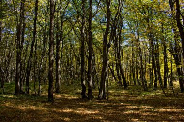 Dağlarda güzel bir sonbahar ormanı.